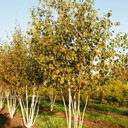 Mesteacan Jacquemontii Multitrunchi 250 - 300 cm - Arbori ornamentali - AgroDenmar.ro