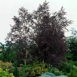 Mesteacan purpuriu - Royal Frost Pency-2 - Arbori ornamentali - AgroDenmar.ro