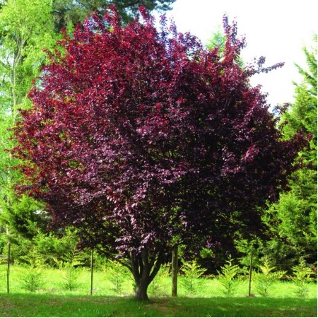 Prunus cerasifera Nigra - tip tufa - 40 - 60 cm - Arbori ornamentali - AgroDenmar.ro Prunus cerasifera Nigra - tip tufa - 40 - 60 cm - Arbori ornamentali - AgroDenmar.ro