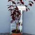 Prunus cerasifera Nigra - tip tufa - 40 - 60 cm - Arbori ornamentali - AgroDenmar.ro Prunus cerasifera Nigra - tip tufa - 40 - 60 cm - Arbori ornamentali - AgroDenmar.ro