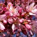 Prunus incam Okame - Cires de Taiwan - Arbori ornamentali - AgroDenmar.ro