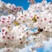 Prunus incisa The Bride - Arbori ornamentali - AgroDenmar.ro
