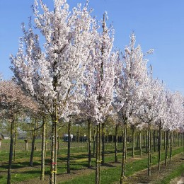 Prunus incisa The Bride - Arbori ornamentali - AgroDenmar.ro