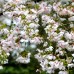 Prunus incisa The Bride - Arbori ornamentali - AgroDenmar.ro