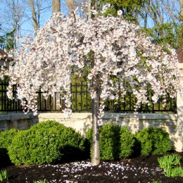Prunus serrulata Snow Fountains