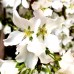 Prunus serrulata Snow Fountains - Arbori ornamentali - AgroDenmar.ro