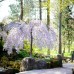 Prunus serrulata Snow Fountains - Arbori ornamentali - AgroDenmar.ro