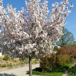 Cires Japonez Sunset Boulevard - Arbori ornamentali - AgroDenmar.ro