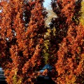 Quercus robur Crimson Schmidt 160 - 180 cm