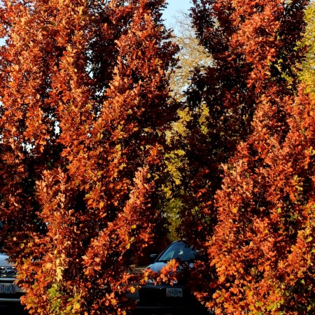 Quercus robur Crimson Schmidt 160 - 180 cm - Arbori ornamentali - AgroDenmar.ro
