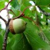 Stejar Rosu - Quercus Rubra - Arbori ornamentali - AgroDenmar.ro
