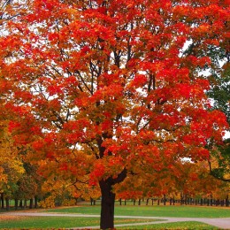 Stejar Rosu - Quercus Rubra - Arbori ornamentali - AgroDenmar.ro