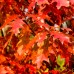 Stejar Rosu - Quercus Rubra - Arbori ornamentali - AgroDenmar.ro