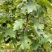 Stejar Rosu - Quercus Rubra - Arbori ornamentali - AgroDenmar.ro
