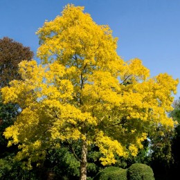Salcam Frisia - Arbusti ornamentali - AgroDenmar.ro