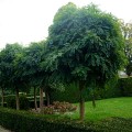 Salcam Globular PA 180 - 200 cm