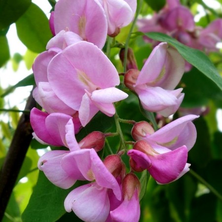 Salcam Roz - Pink Cascade - Arbusti ornamentali - AgroDenmar.ro