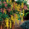 Laburnocytisus adamii - Salcamul lui Adam