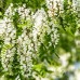 Robinia pseudoacacia - salcam - Arbusti ornamentali - AgroDenmar.ro