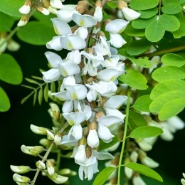 Robinia pseudoacacia - salcam - Arbusti ornamentali - AgroDenmar.ro