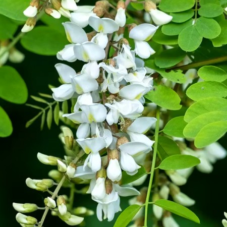 Robinia pseudoacacia - salcam - Arbusti ornamentali - AgroDenmar.ro