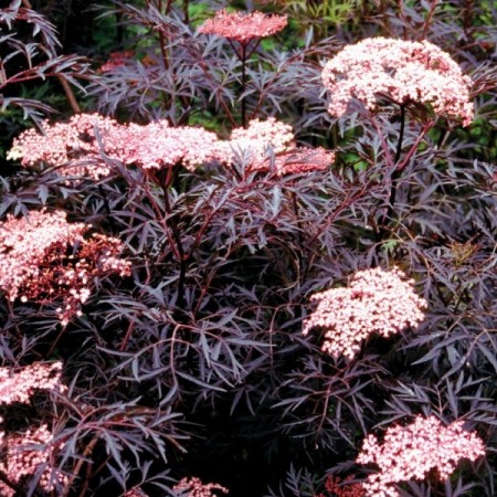 Soc negru Black Lace - Arbori ornamentali - AgroDenmar.ro