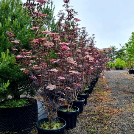 Soc negru Black Lace 150 - 175 cm - Arbori ornamentali - AgroDenmar.ro