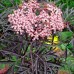 Soc negru Black Lace 150 - 175 cm - Arbori ornamentali - AgroDenmar.ro