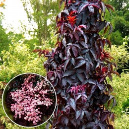 Soc negru Black Tower