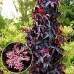 Soc negru Black Tower - Arbori ornamentali - AgroDenmar.ro