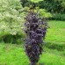 Soc negru Black Tower - Arbori ornamentali - AgroDenmar.ro
