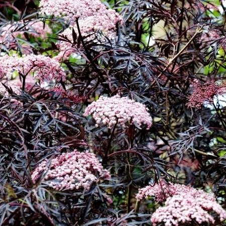 Soc negru Black Tower - Arbori ornamentali - AgroDenmar.ro