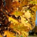 Quercus robur Fastigiate Koster - Arbori ornamentali - AgroDenmar.ro