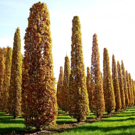 Quercus robur Fastigiate Koster - Arbori ornamentali - AgroDenmar.ro