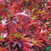 Stejar rosu spaniol - Quercus palustris 8/10 - Arbori ornamentali - AgroDenmar.ro