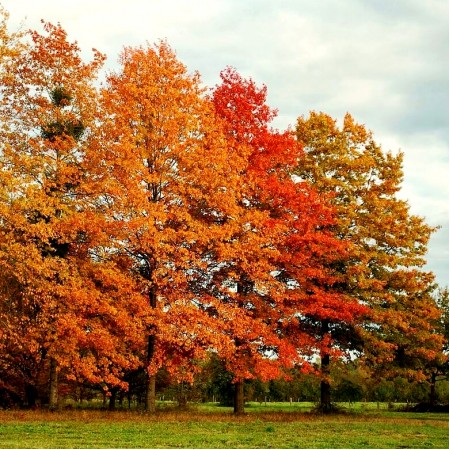 Stejar rosu spaniol - Quercus palustris 8/10 - Arbori ornamentali - AgroDenmar.ro