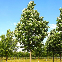 Tei Mirositor - Tilia Cordata 8/10