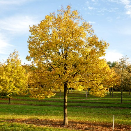 Tei Mirositor - Tilia Cordata Greenspire 170 - 200 cm - Arbori ornamentali - AgroDenmar.ro