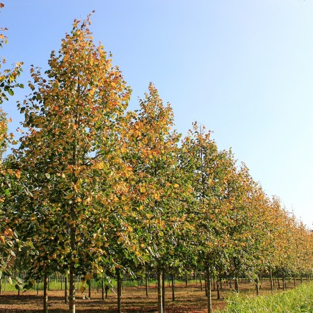 Tei - Tilia europaea Euchlora 10/12 - Arbori ornamentali - AgroDenmar.ro