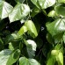 Tei - Tilia europaea Euchlora 10/12 - Arbori ornamentali - AgroDenmar.ro