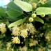 Tei - Tilia europaea Euchlora 10/12 - Arbori ornamentali - AgroDenmar.ro