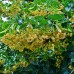 Tei - Tilia europaea Euchlora 12/14 - Arbori ornamentali - AgroDenmar.ro