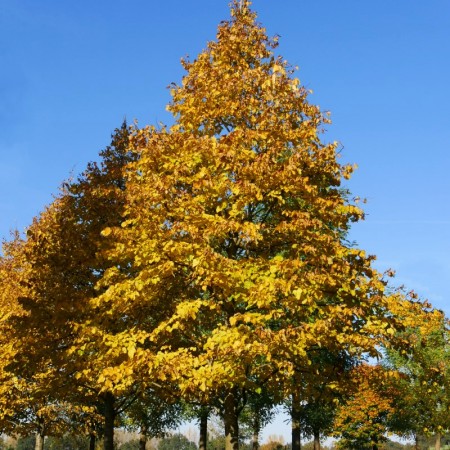 Tei - Tilia hybrida Argentea - Arbori ornamentali - AgroDenmar.ro