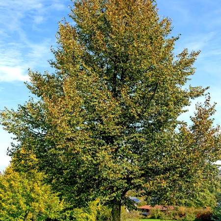Tilia Cordata Bohlje - Arbori ornamentali - AgroDenmar.ro