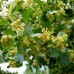 Tilia Cordata Bohlje - Arbori ornamentali - AgroDenmar.ro