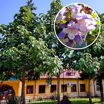  <span>Precomandă</span> <span>acum</span> <span>Paulownia</span> <span>Ornamental</span> <span>Ofertă</span> <span>Limitată!</span>