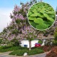  <span>Paulownia</span> <span>Tomentosa</span> <span>ornamental</span>