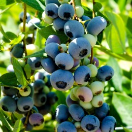 Afin Early Blue - Arbusti fructiferi - AgroDenmar.ro