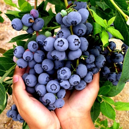 Afin Reka - pe rod 80 - 100 cm - Arbusti fructiferi - AgroDenmar.ro