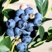 Afin Reka - pe rod 80 - 100 cm - Arbusti fructiferi - AgroDenmar.ro